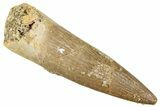 Fossil Plesiosaur (Zarafasaura) Tooth - Morocco #296393-1